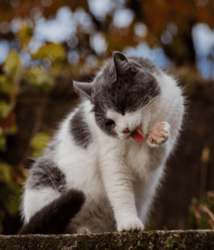 suplementos para gatos de pharmadiet veterinaria