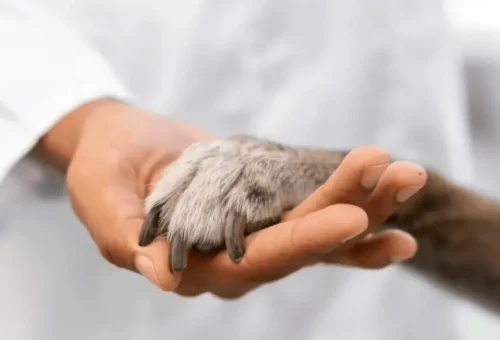 calier cuidado animal