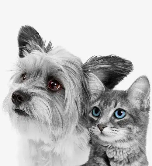 cuidado de los ojos de perros y gatos con Disop