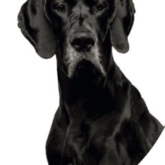 imagen perro negro