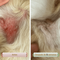 aspecto antes y después de uso PicorFix Hypo chews