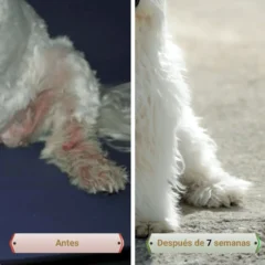 aspecto antes y después del uso PicorFix Hypo chews