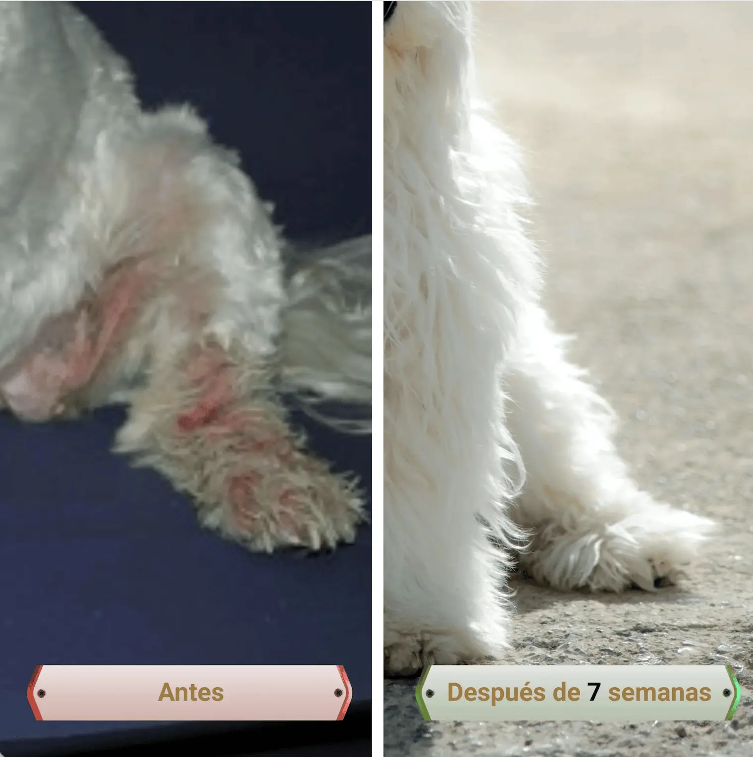 aspecto antes y después del uso PicorFix Hypo chews
