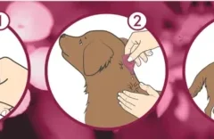 como aplicar pipetas para la dermatitis en perros y gatos Dermoscent atop 7 spot-on