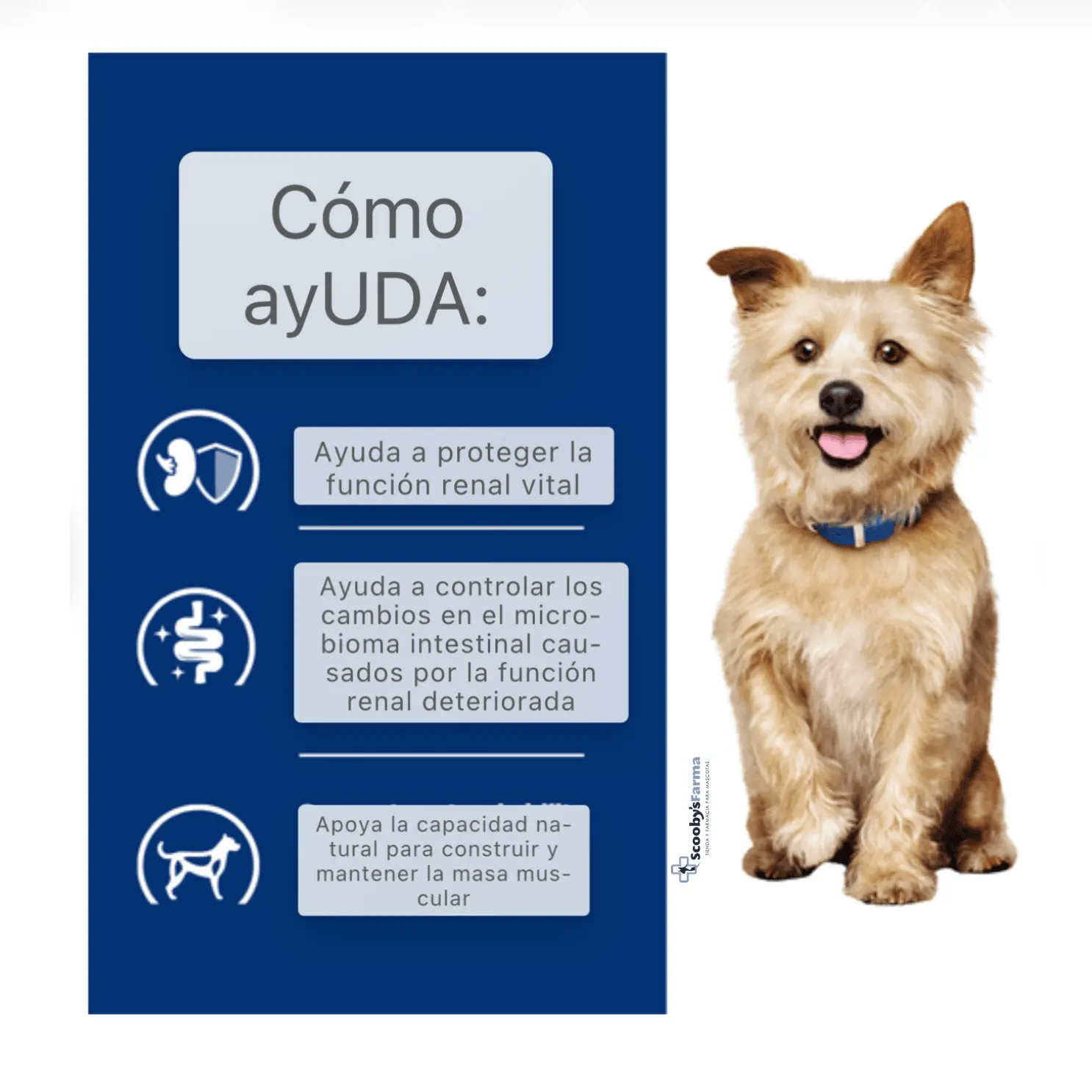 características pienso renal para perros Hill´s Kidney Care k:d